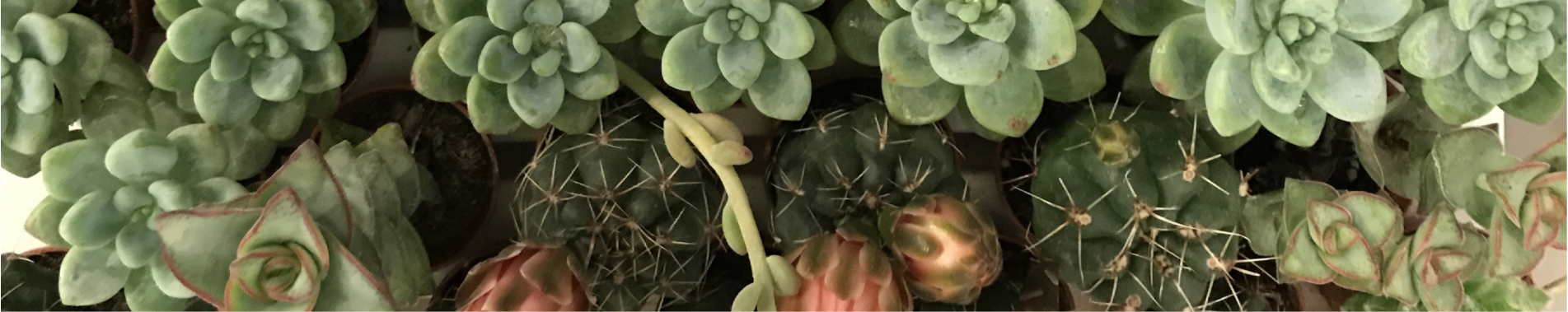 Decorations and Flowers - Italian Design For Living